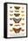Costa Spotted, Mimic Whites, Butterflies-Albertus Seba-Framed Stretched Canvas