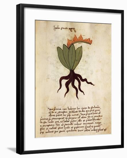 Costmary or Balsam Herb (Tanacetum Balsamita)-null-Framed Giclee Print