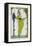 Costume Illustration by Gerda Wegener-null-Framed Stretched Canvas