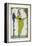 Costume Illustration by Gerda Wegener-null-Framed Stretched Canvas