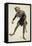 Costume Sketch-Adolfo Hohenstein-Framed Premier Image Canvas