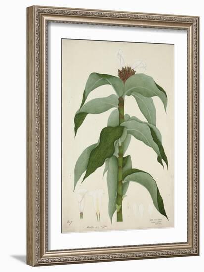 Costus Specrosa J Sm, 1800-10-null-Framed Giclee Print