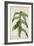 Costus Specrosa J Sm, 1800-10-null-Framed Giclee Print