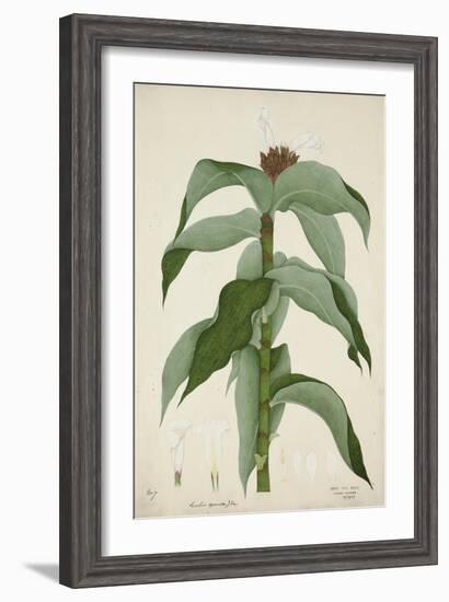 Costus Specrosa J Sm, 1800-10-null-Framed Giclee Print