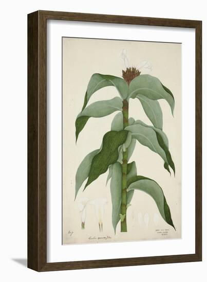 Costus Specrosa J Sm, 1800-10-null-Framed Giclee Print