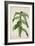 Costus Specrosa J Sm, 1800-10-null-Framed Giclee Print