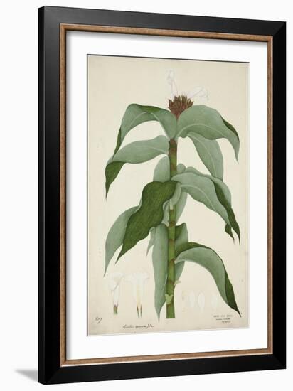 Costus Specrosa J Sm, 1800-10-null-Framed Giclee Print