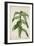 Costus Specrosa J Sm, 1800-10-null-Framed Giclee Print