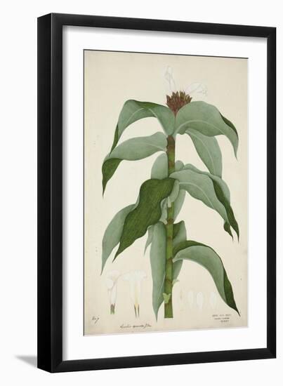 Costus Specrosa J Sm, 1800-10-null-Framed Giclee Print