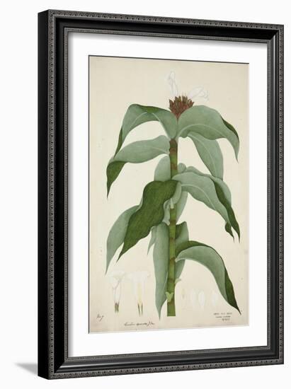 Costus Specrosa J Sm, 1800-10-null-Framed Giclee Print