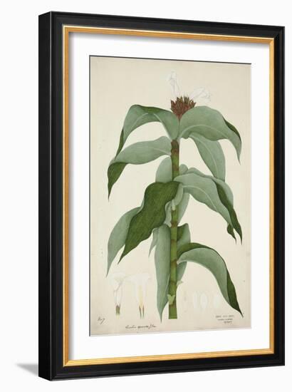 Costus Specrosa J Sm, 1800-10-null-Framed Giclee Print