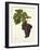 Cot Grape-J. Troncy-Framed Giclee Print