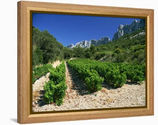 Cotes De Rhone Vineyards, Dentelles De Montmirail, Vaucluse, Provence, France, Europe-David Hughes-Framed Premier Image Canvas