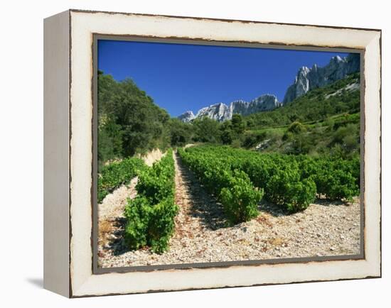 Cotes De Rhone Vineyards, Dentelles De Montmirail, Vaucluse, Provence, France, Europe-David Hughes-Framed Premier Image Canvas