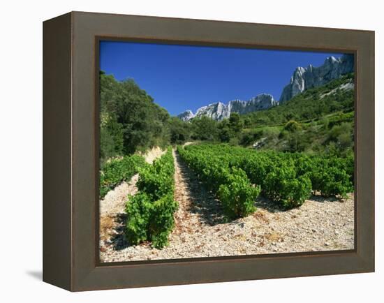 Cotes De Rhone Vineyards, Dentelles De Montmirail, Vaucluse, Provence, France, Europe-David Hughes-Framed Premier Image Canvas