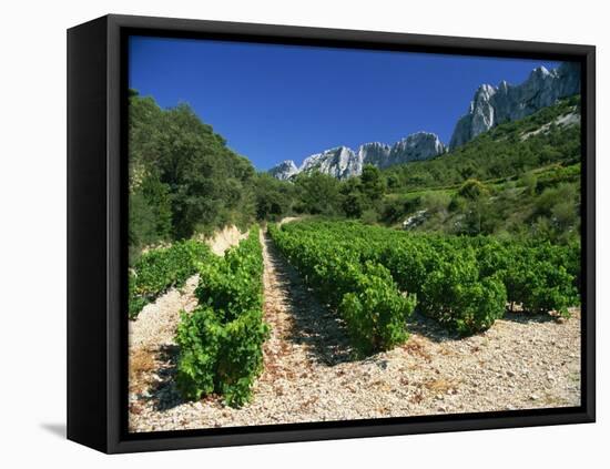 Cotes De Rhone Vineyards, Dentelles De Montmirail, Vaucluse, Provence, France, Europe-David Hughes-Framed Premier Image Canvas