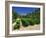 Cotes De Rhone Vineyards, Dentelles De Montmirail, Vaucluse, Provence, France, Europe-David Hughes-Framed Photographic Print