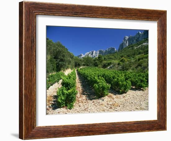 Cotes De Rhone Vineyards, Dentelles De Montmirail, Vaucluse, Provence, France, Europe-David Hughes-Framed Photographic Print