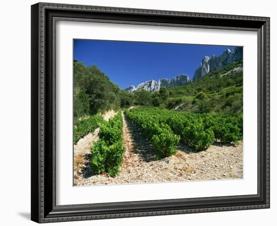 Cotes De Rhone Vineyards, Dentelles De Montmirail, Vaucluse, Provence, France, Europe-David Hughes-Framed Photographic Print