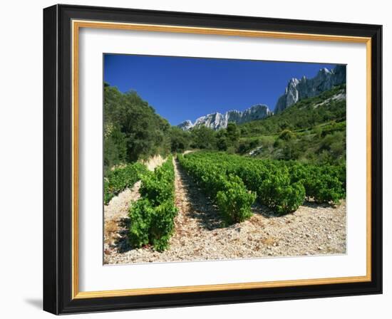 Cotes De Rhone Vineyards, Dentelles De Montmirail, Vaucluse, Provence, France, Europe-David Hughes-Framed Photographic Print