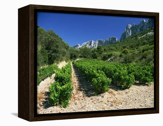 Cotes De Rhone Vineyards, Dentelles De Montmirail, Vaucluse, Provence, France, Europe-David Hughes-Framed Premier Image Canvas