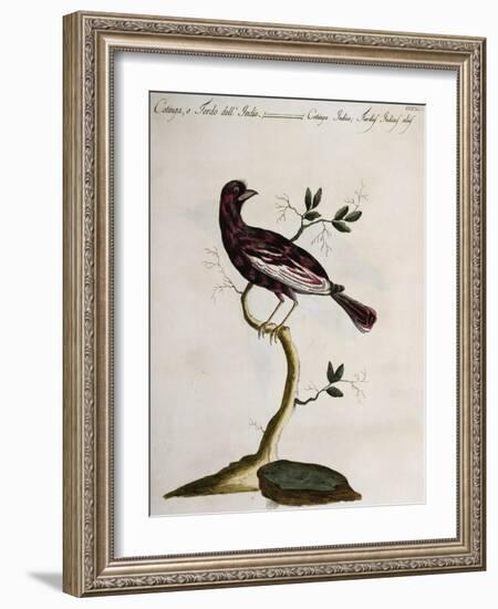 Cotinga or Thrush from the Indies (Cotinga Indica or Turdus Indicus Aliis)-null-Framed Giclee Print