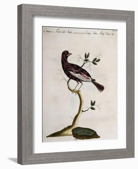 Cotinga or Thrush from the Indies (Cotinga Indica or Turdus Indicus Aliis)-null-Framed Giclee Print