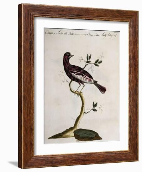 Cotinga or Thrush from the Indies (Cotinga Indica or Turdus Indicus Aliis)-null-Framed Giclee Print