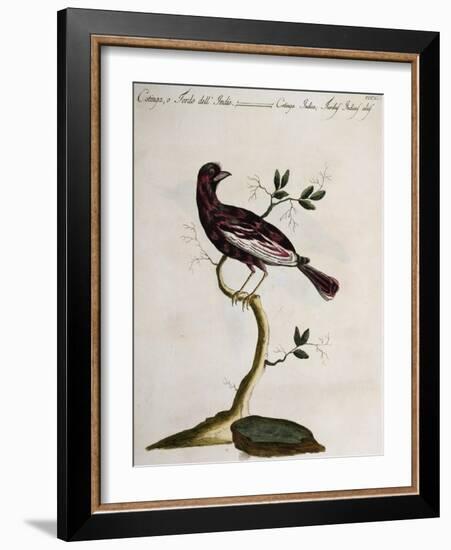 Cotinga or Thrush from the Indies (Cotinga Indica or Turdus Indicus Aliis)-null-Framed Giclee Print