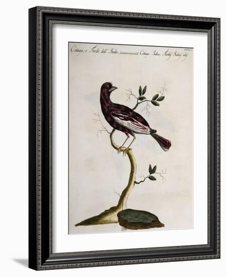 Cotinga or Thrush from the Indies (Cotinga Indica or Turdus Indicus Aliis)-null-Framed Giclee Print