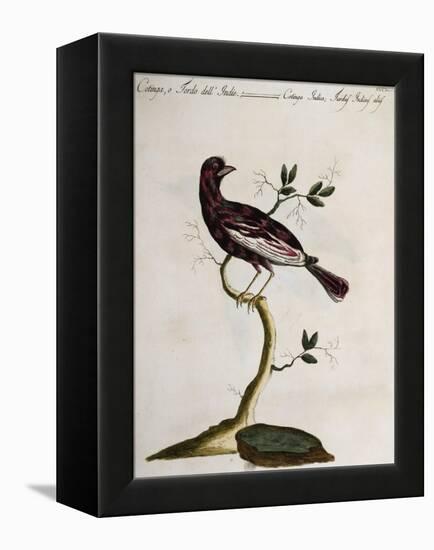 Cotinga or Thrush from the Indies (Cotinga Indica or Turdus Indicus Aliis)-null-Framed Premier Image Canvas