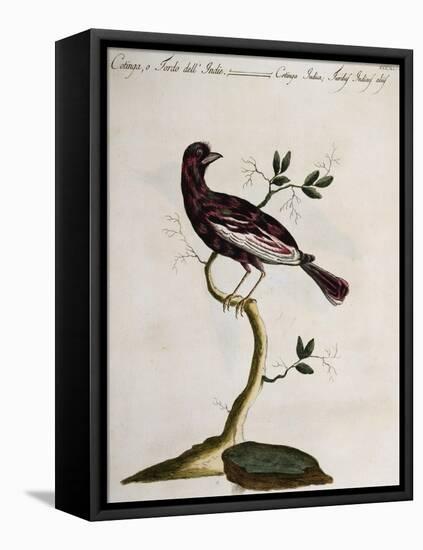 Cotinga or Thrush from the Indies (Cotinga Indica or Turdus Indicus Aliis)-null-Framed Premier Image Canvas