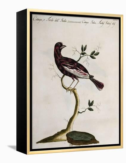 Cotinga or Thrush from the Indies (Cotinga Indica or Turdus Indicus Aliis)-null-Framed Premier Image Canvas