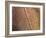 Cotinus Grace 1-Charles Bowman-Framed Photographic Print