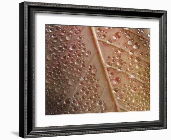 Cotinus Grace 1-Charles Bowman-Framed Photographic Print