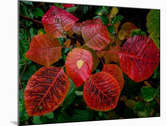Cotinus Grace 2-Charles Bowman-Mounted Photographic Print