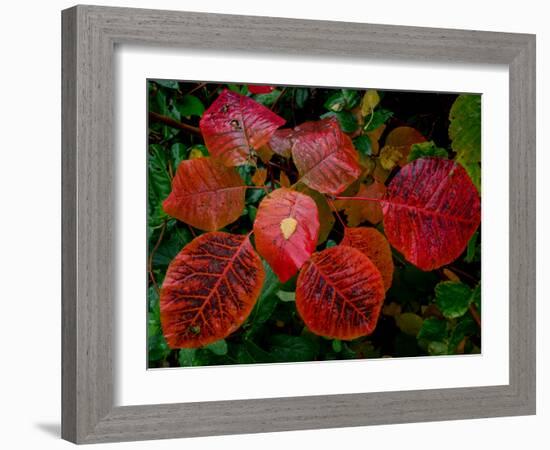 Cotinus Grace 2-Charles Bowman-Framed Photographic Print