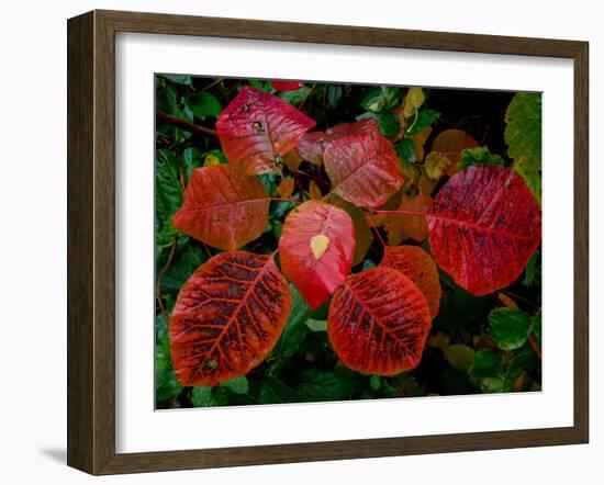 Cotinus Grace 2-Charles Bowman-Framed Photographic Print