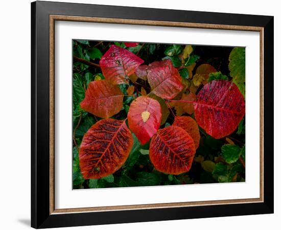 Cotinus Grace 2-Charles Bowman-Framed Photographic Print