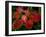 Cotinus Grace 2-Charles Bowman-Framed Photographic Print