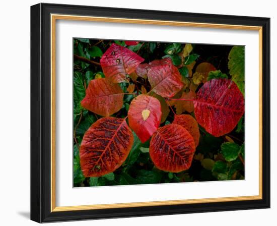 Cotinus Grace 2-Charles Bowman-Framed Photographic Print