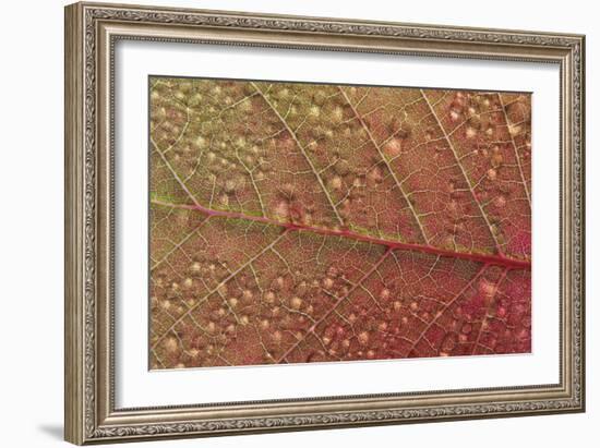 Cotinus Grace-Charles Bowman-Framed Photographic Print