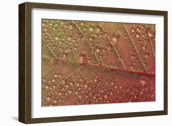 Cotinus Grace-Charles Bowman-Framed Photographic Print