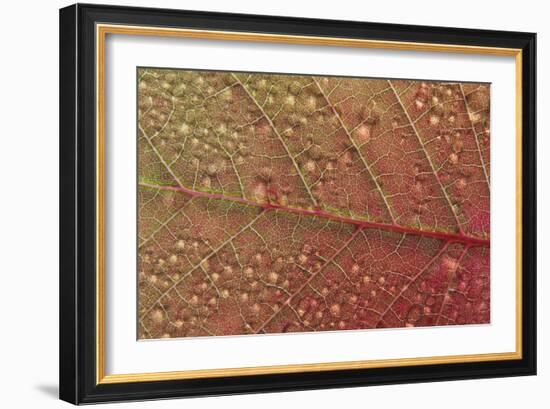 Cotinus Grace-Charles Bowman-Framed Photographic Print