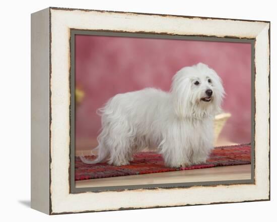 Coton De Tulear Dog Standing on Rug-Petra Wegner-Framed Premier Image Canvas