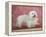 Coton De Tulear Dog Standing on Rug-Petra Wegner-Framed Premier Image Canvas