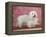 Coton De Tulear Dog Standing on Rug-Petra Wegner-Framed Premier Image Canvas