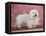 Coton De Tulear Dog Standing on Rug-Petra Wegner-Framed Premier Image Canvas