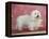 Coton De Tulear Dog Standing on Rug-Petra Wegner-Framed Premier Image Canvas