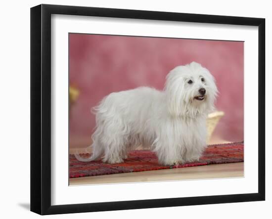 Coton De Tulear Dog Standing on Rug-Petra Wegner-Framed Photographic Print